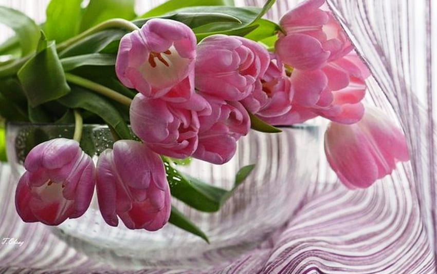 Tulipes, naturel, jardin, doux, vase, couleurs, printemps, frais, rose, délicat, pétales, fraîcheur, nature Fond d'écran HD