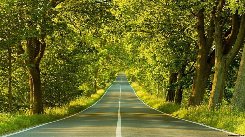 Spring road, the sun is playing in the foliage phone background , Spring Street HD wallpaper