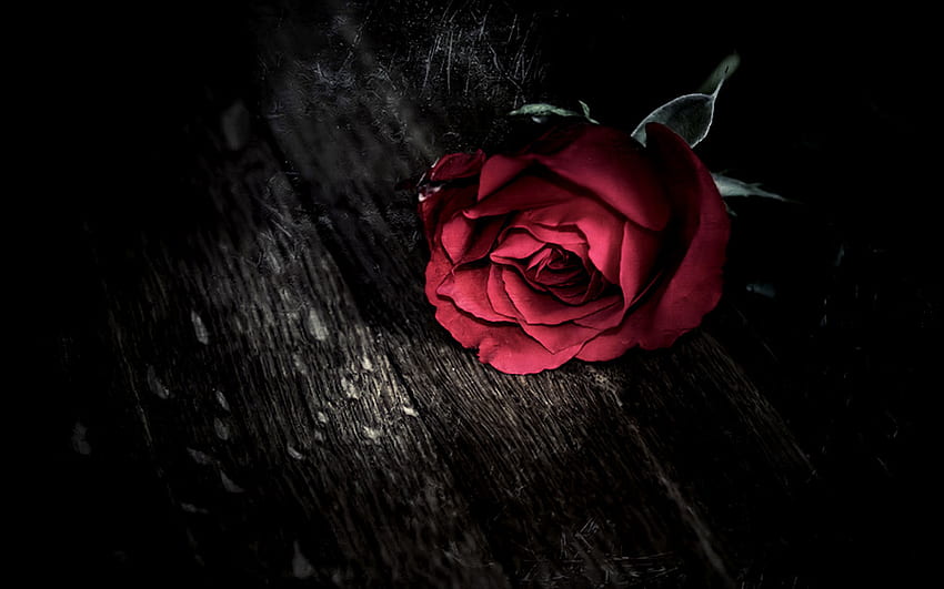 Red, Dying Rose HD wallpaper