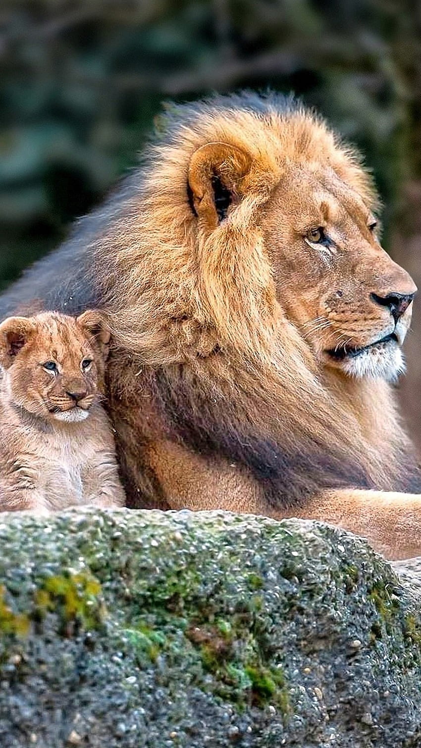 León, león con cachorro, familia de leones fondo de pantalla del teléfono