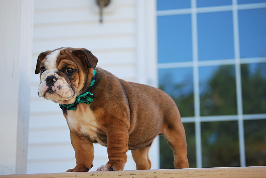 what you lookin at, dog, bulldog, puppy, canine HD wallpaper