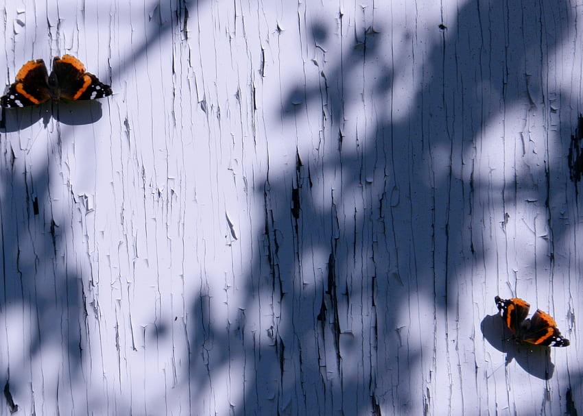 Two Admirals And Their Shadows, graphy, Red Admirals, Two, Butterflies, Door, Shadows HD wallpaper