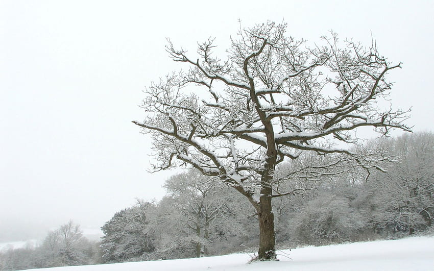 árvore de inverno, inverno, branco, neve, árvore papel de parede HD