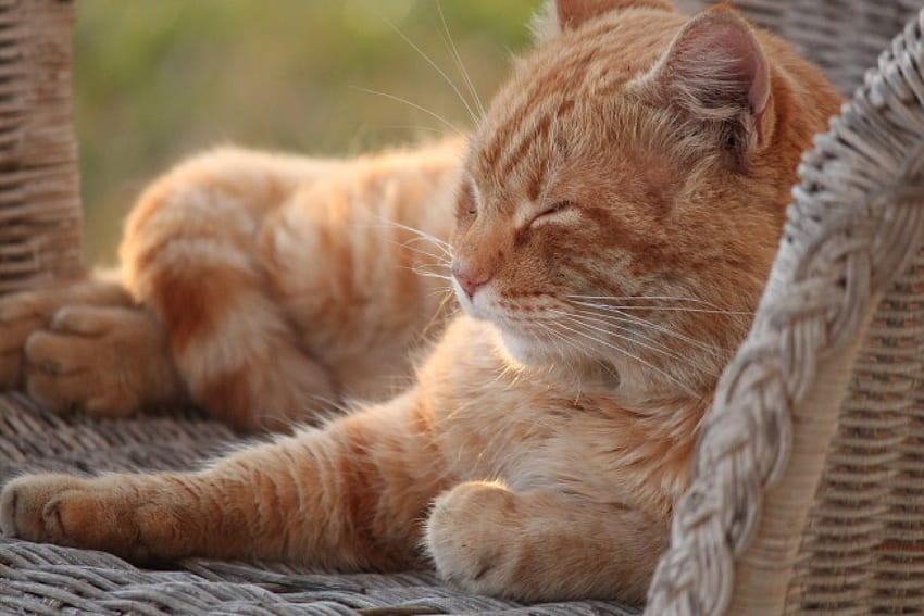 Толкова удобно!, слънце, стол, уютен, котка, спане, портокал, джинджифил, животни, любов, удобно, завинаги HD тапет