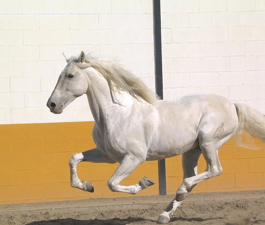 シルバー 2、スペイン、アンダルシア、馬、白 高画質の壁紙