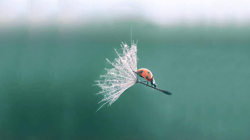 Macro, Flight, Ladybug, Ladybird, Dandelion HD wallpaper