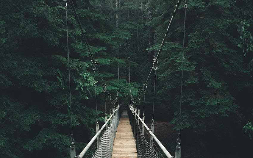 Ponte di legno, foresta, alberi, corda, sospensione Sfondo HD