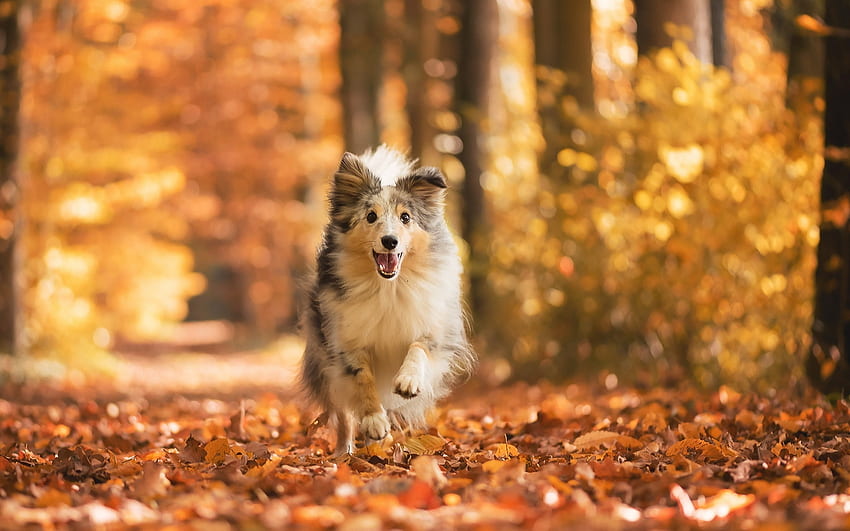 The Autumn chases me!, dog, sheltie, running, collie, yellow, autumn, toamna, orange, caine HD wallpaper