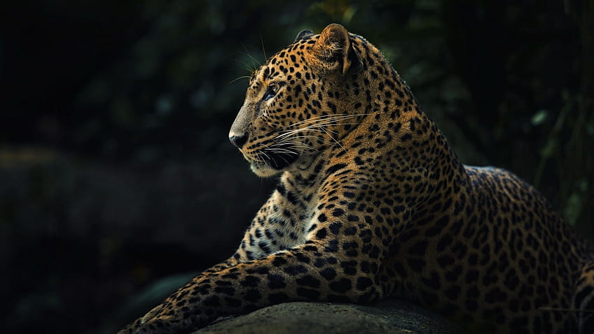 Leopard, schwarzer Leopard HD-Hintergrundbild