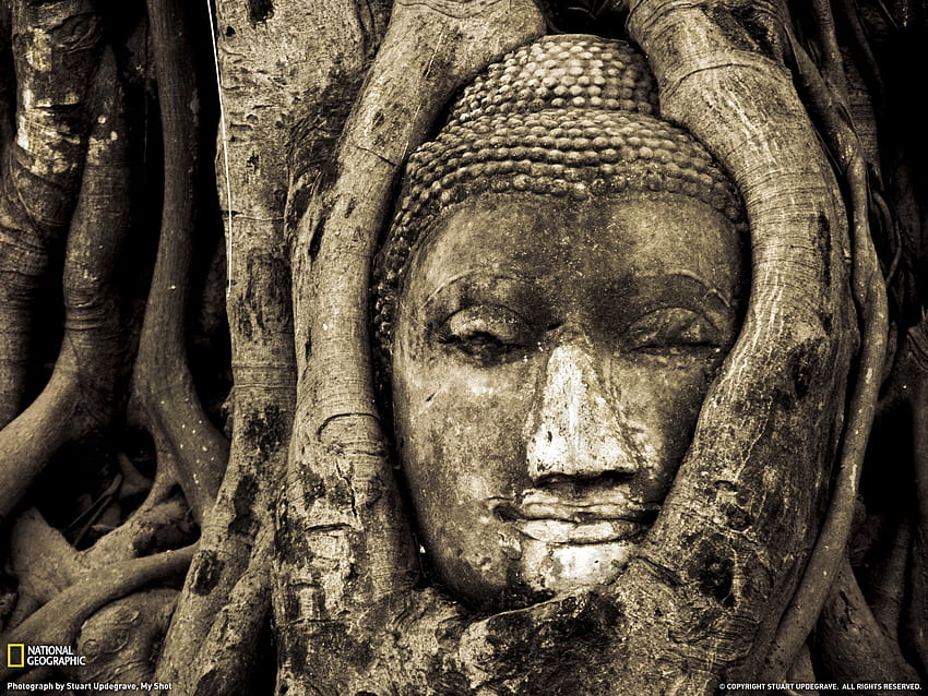 Buddha Head in the Ruins of Wat Mahatat, Vietnam [] HD wallpaper
