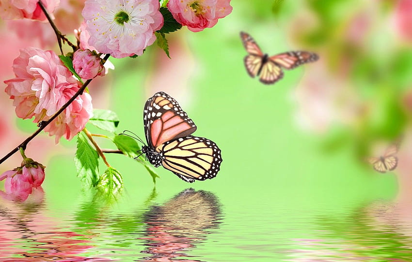 water, butterfly, reflection, pink, spring, flowering, pink, water, blossom, flowers, spring, reflection, butterflies for , section цветы HD wallpaper