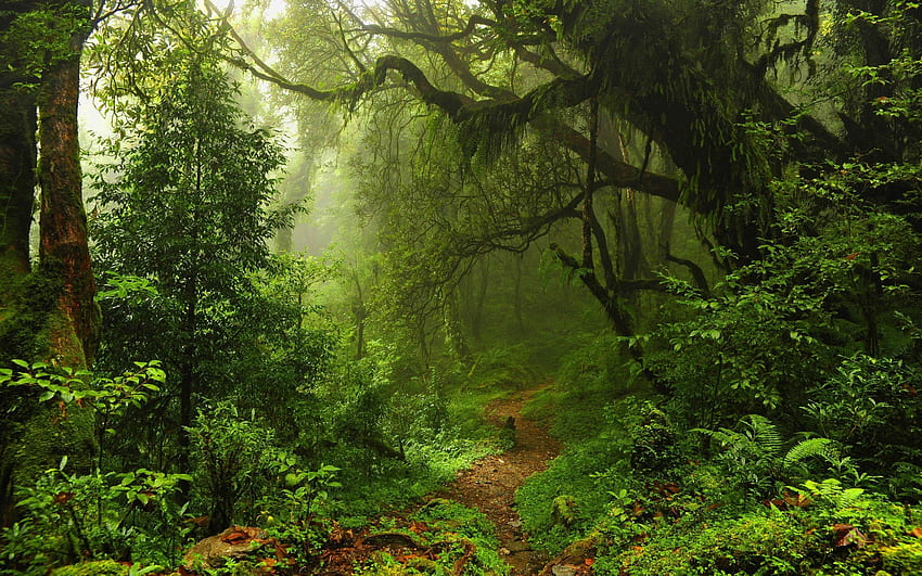 Impresionante sendero forestal 44966 px fondo de pantalla