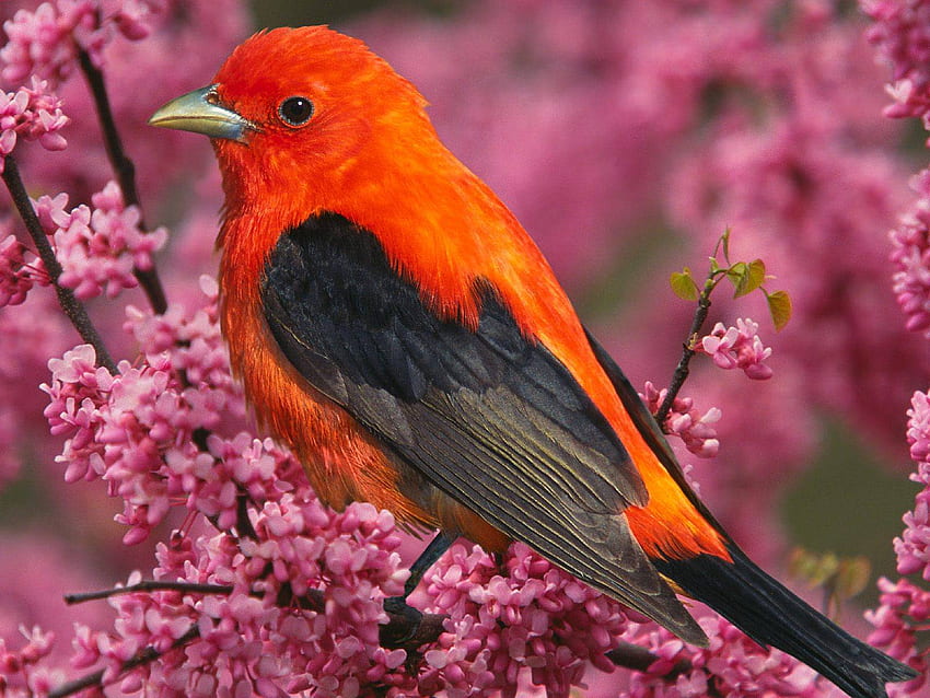 jest jednym z najpiękniejszych ptaków SM w lesie latem [] na Twój telefon komórkowy i tablet. Przeglądaj letnie ptaki Tapeta HD