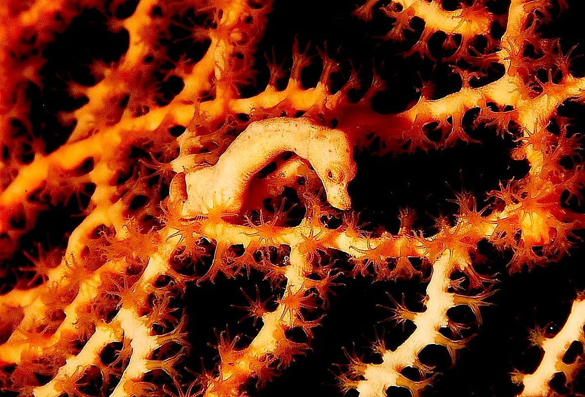 Denise's pygmy seahorse, Hippocampus HD wallpaper