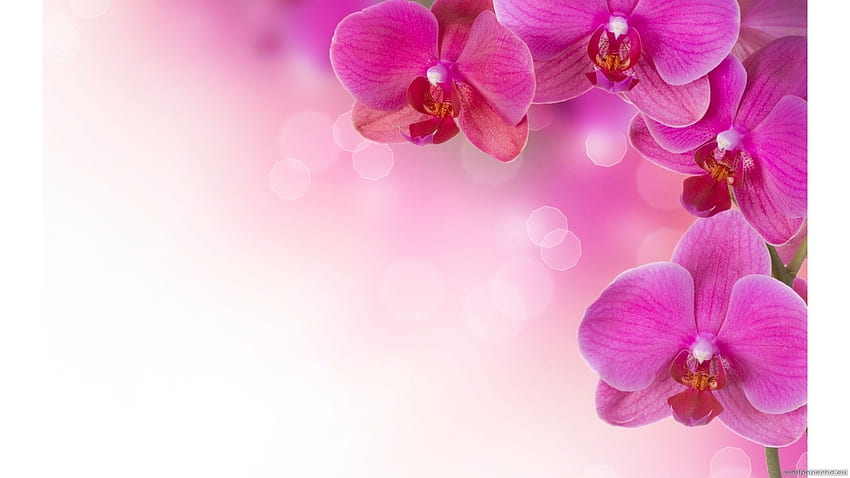 Orquídea, orquídea zen fondo de pantalla | Pxfuel