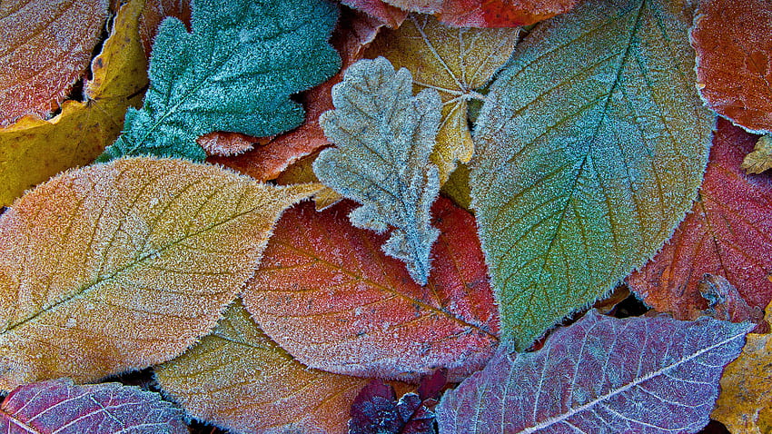 つや消しの葉、寒さ、自然、葉、霜 高画質の壁紙