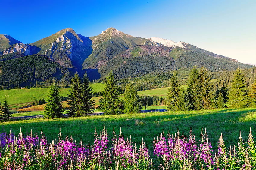 Summer in mountains, hills, landscape, beautiful, grass, spring, mountain, summer, wildflowers, pretty, sky, lovely HD wallpaper