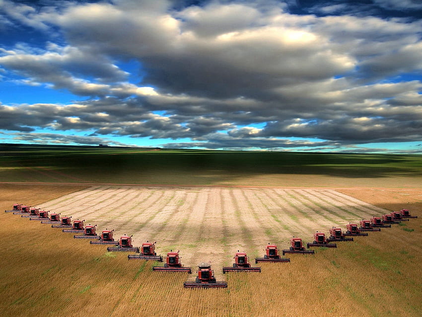 trattori nel campo di grano, cielo, grano, campo, trattori Sfondo HD