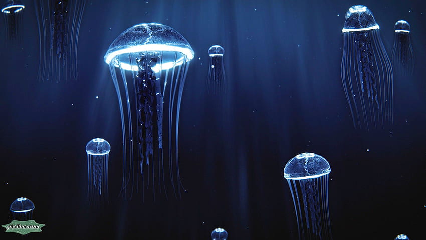 Światło meduzy głębinowej i tło Tapeta HD