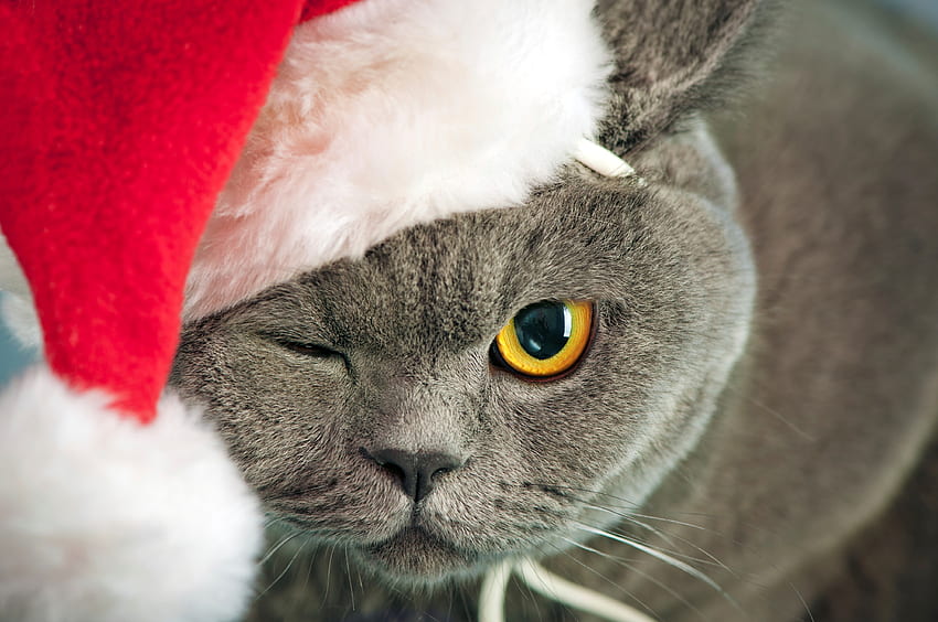 Ho, ho, ho! Selamat Natal!, hewan, craciun, kucing, pisica, natal, merah, wajah, mata, santa, topi Wallpaper HD