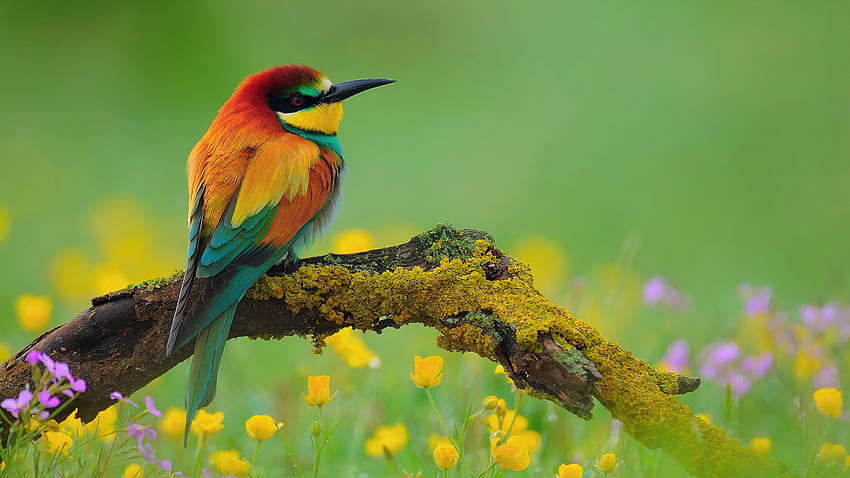 Spring bird, colorful, branch, bokeh, bird, cute, flowers, beautiful, spring HD wallpaper