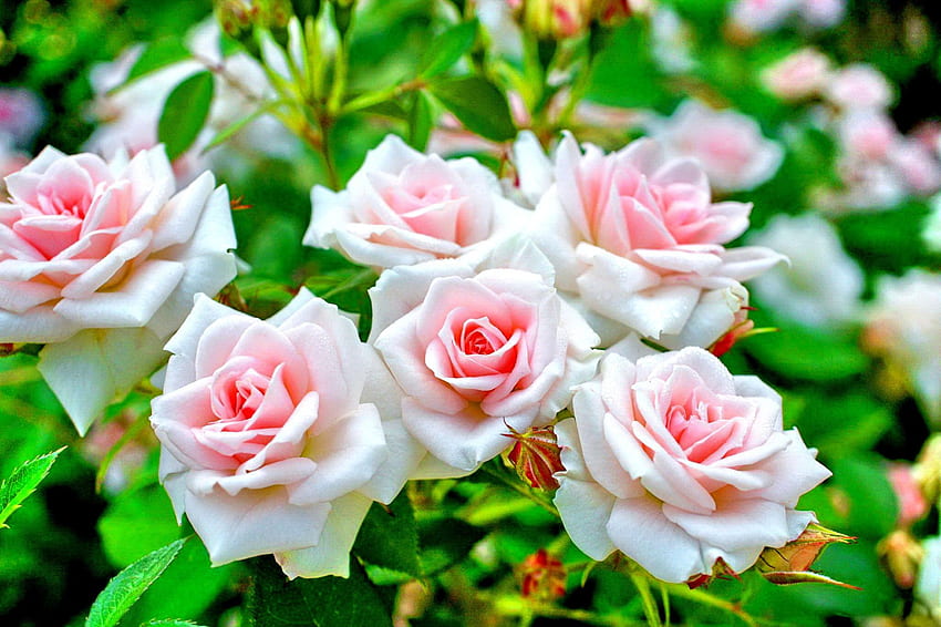 Rose Bush, smell, flowers fragrance, lovely flowers, fragrance, rose, white rose, nature, scent, splendor HD wallpaper