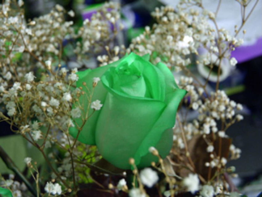 Grüne Rose, Rose, Grün, Blume HD-Hintergrundbild