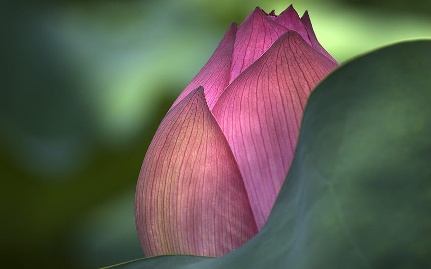 Lotus, nature, fleurs, bourgeon, fermé Fond d'écran HD