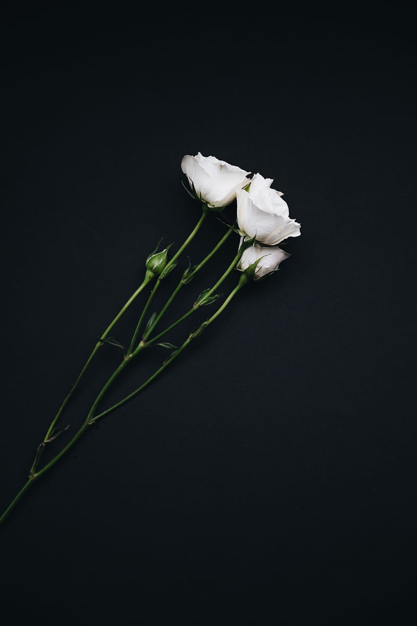 Flowers, Roses, Bouquet, Black Background HD phone wallpaper