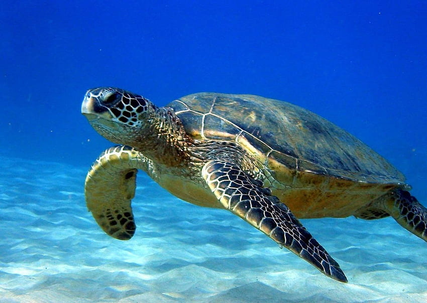 Premium Photo | Hawaiian green sea turtle chelonia mydasgenerative ai