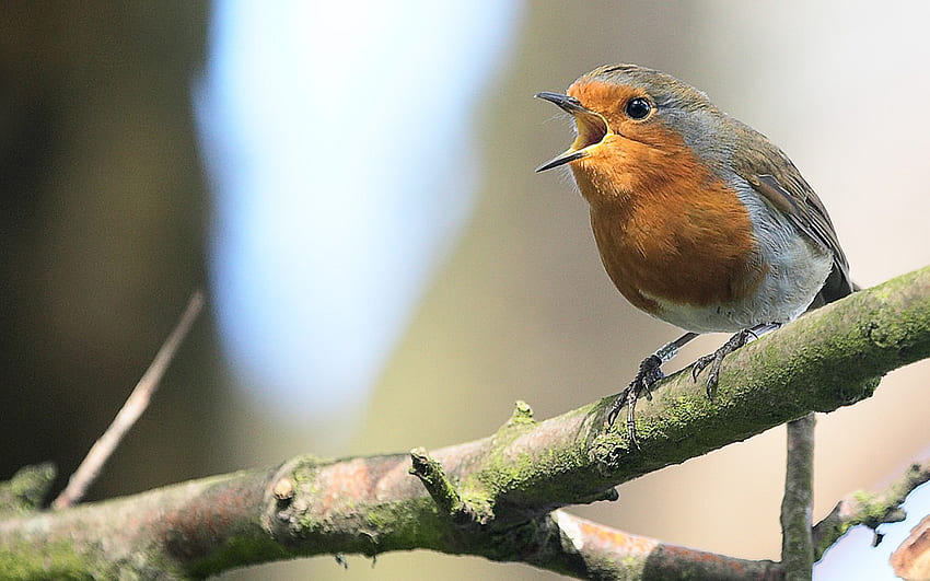 Christopher It's Dinner Time, redbreast, branch, cantando, robin papel de parede HD