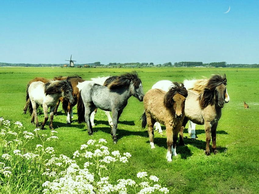 アイスランドの馬、馬、アイスランド、丈夫な、草、小さい、群れ、野生 高画質の壁紙