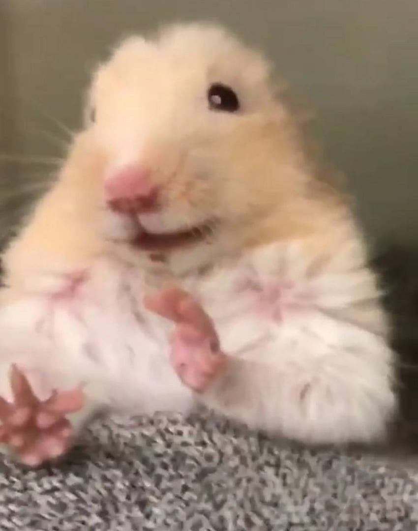 Scared Hamster Funny Hamster Hd Phone Wallpaper Pxfuel