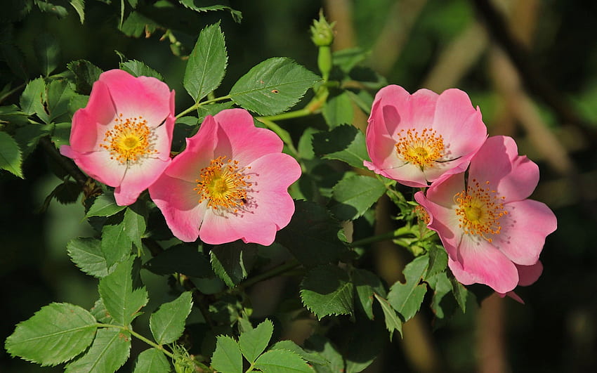 Dog Roses กุหลาบป่า สีชมพู ดอกไม้ วอลล์เปเปอร์ HD