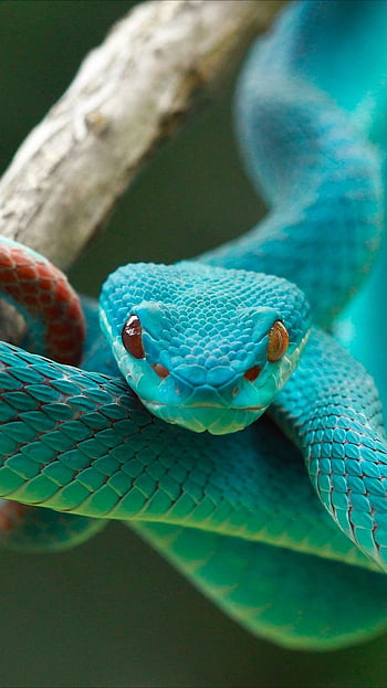  Emerald snake for your iPhone   from Everpix. Serpientes hermosas, Animales venenosos, Fondo de pantalla de serpiente, Snake Attack HD phone wallpaper