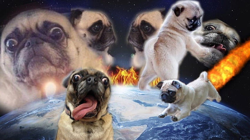 Pug funny, Space Pug HD wallpaper