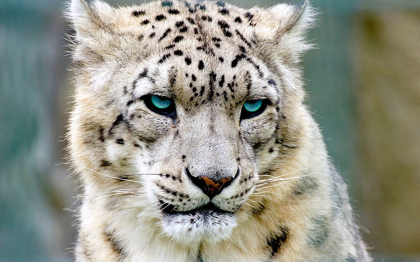 Animals, Snow Leopard HD wallpaper
