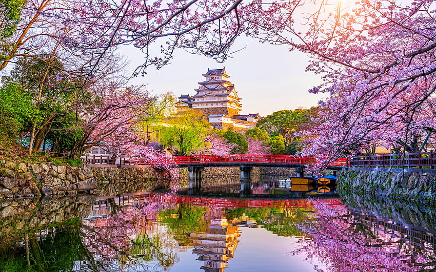 Japan, spring, sunny weather, sakura, japanese temple, Asia, sunset, R HD wallpaper