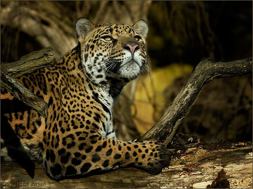 AMAZING LEOPARD, leopard, wild life, hunter, feline, pattern HD wallpaper