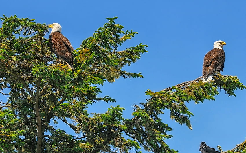 Bald Eagles, wildlife, birds of prey, North America, bald eagle, USA, eagles on branches HD wallpaper