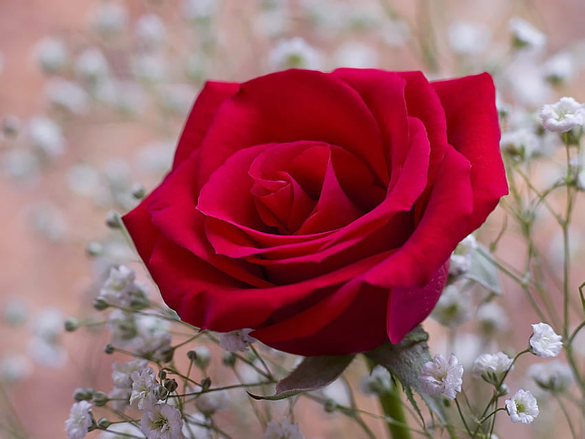 red rose, rose, flower, love, red, garden, nature HD wallpaper