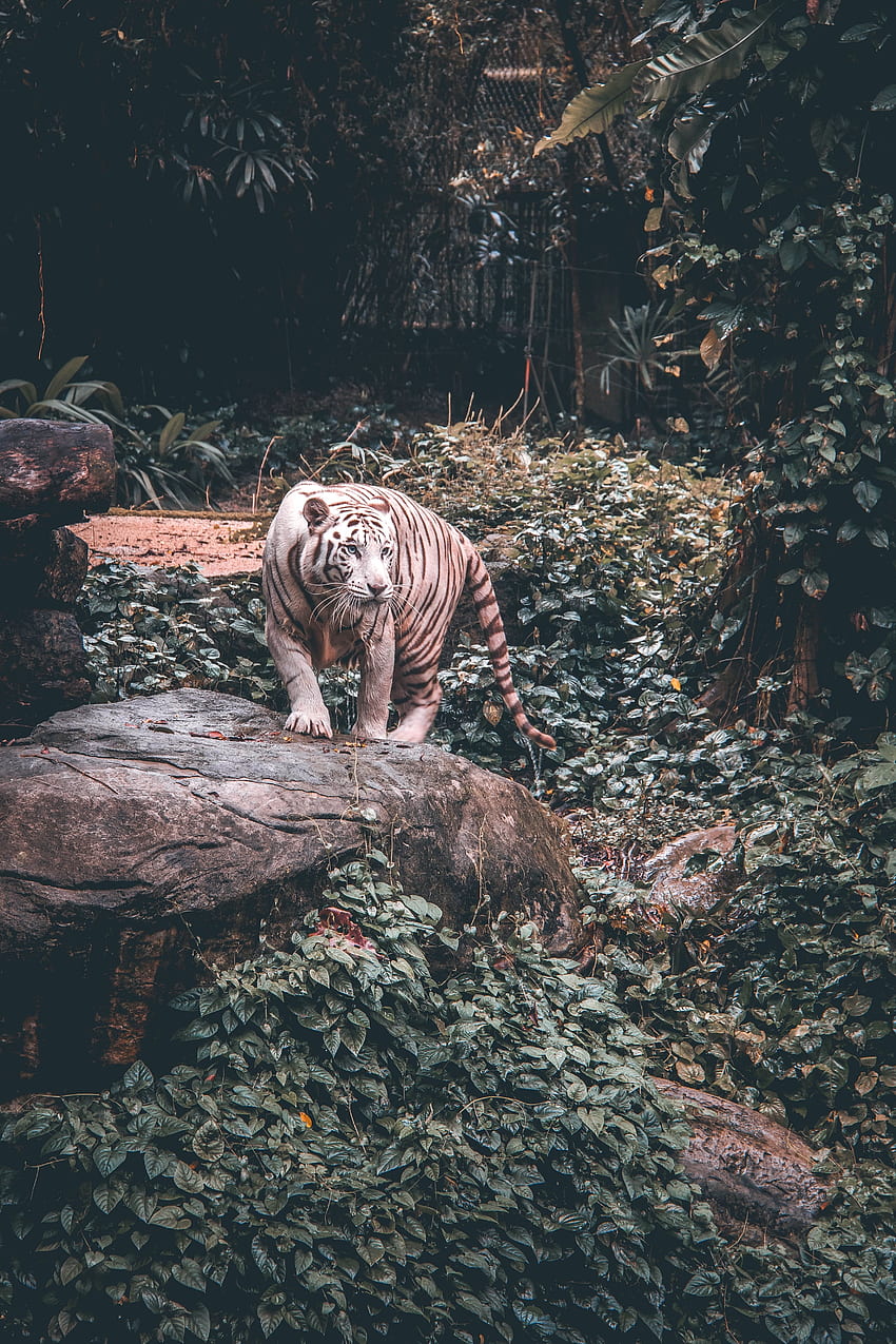 Animals, Predator, Big Cat, Stroll, Tiger HD phone wallpaper