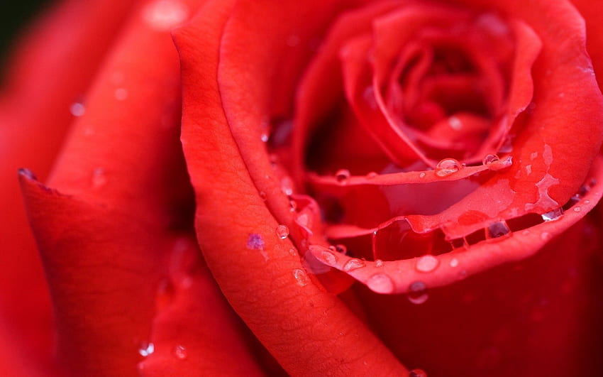 Tropfen, Makro, Rosenblüte, Rose, Knospe, Feuchtigkeit, Tau HD-Hintergrundbild