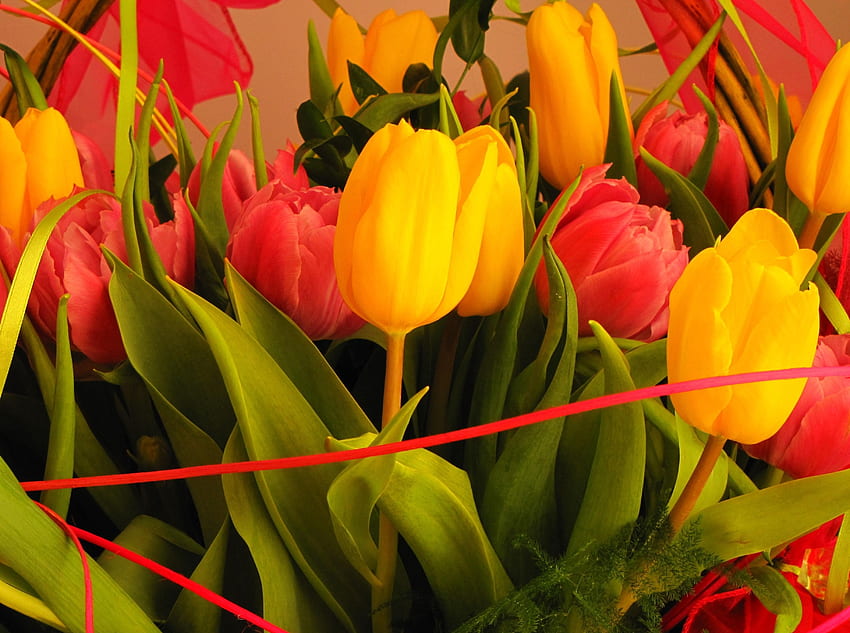 Kwiaty, tulipany, rejestracja, typografia, zbliżenie, bukiet Tapeta HD