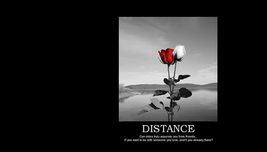 Friendship over Distance, distance, roses, quote, friendship, ocean HD wallpaper