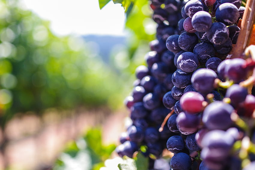 Food, Vine, Grapes, Berries HD wallpaper