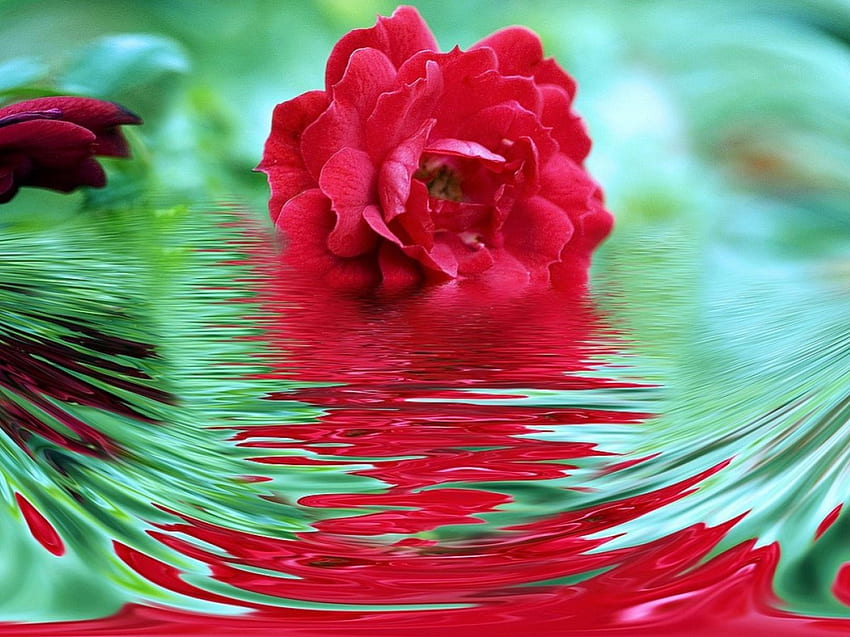 Rose ornementale, roses, 3d Fond d'écran HD