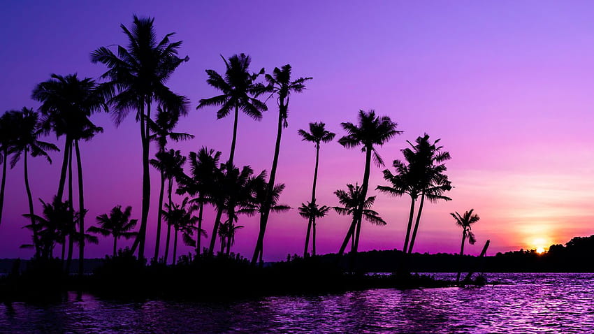 pohon palem, bayangan hitam, matahari terbenam, tablet ungu, latar belakang laptop, Aesthetic Palm Tree Wallpaper HD