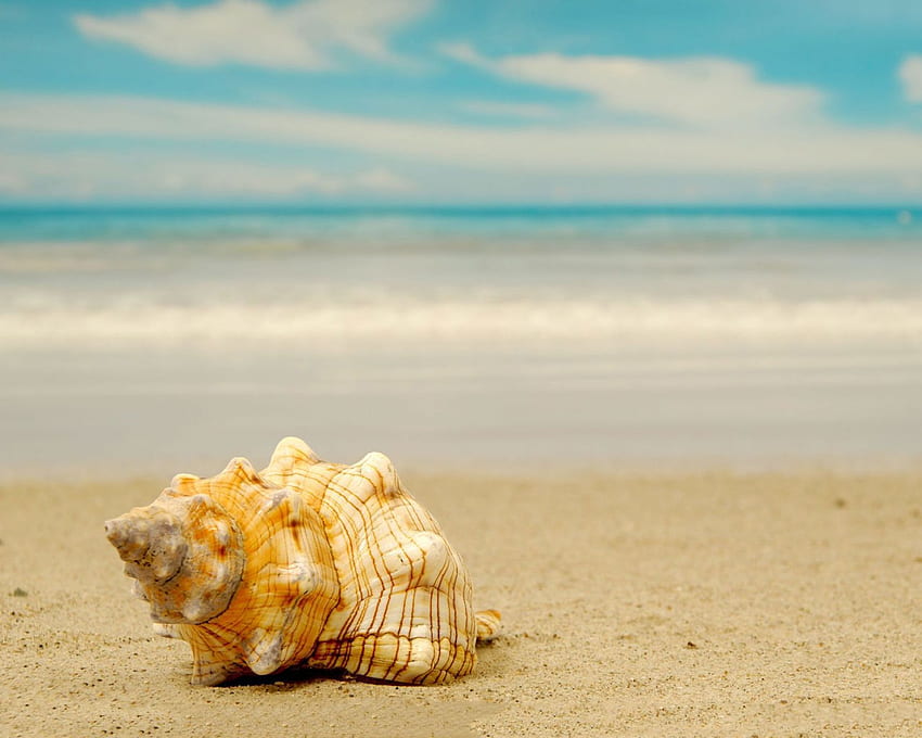 Beach seashells nature HD wallpapers | Pxfuel