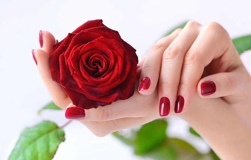 цвете, роза, ръце, червена роза, маникюр за , раздел разное, Красиви ръце HD тапет